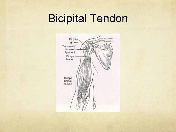 Bicipital Tendon 