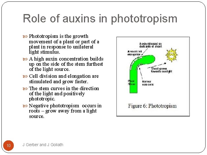 Role of auxins in phototropism Phototropism is the growth movement of a plant or