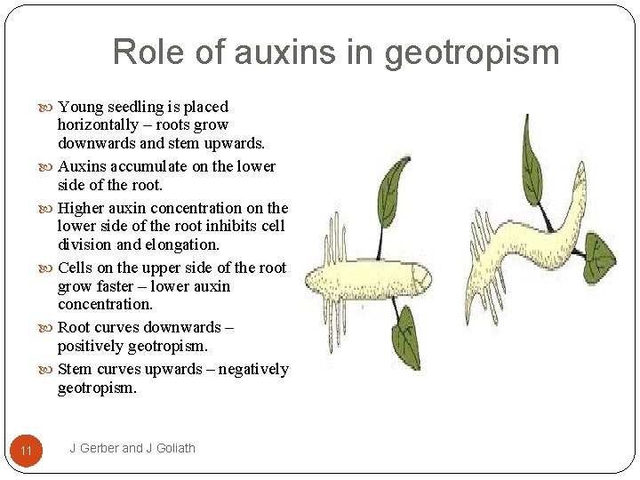 Role of auxins in geotropism Young seedling is placed horizontally – roots grow downwards
