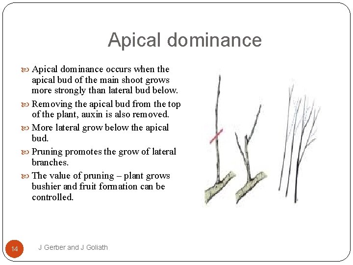 Apical dominance occurs when the apical bud of the main shoot grows more strongly