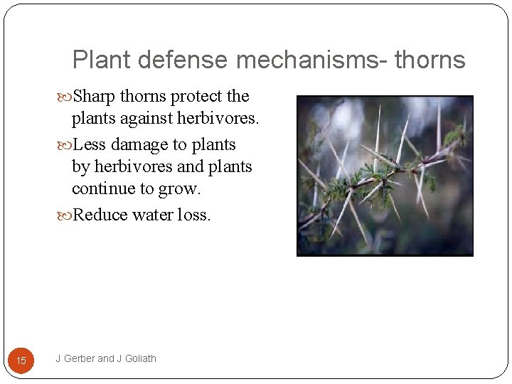 Plant defense mechanisms- thorns Sharp thorns protect the plants against herbivores. Less damage to