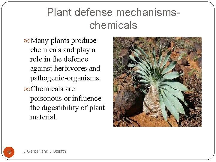 Plant defense mechanismschemicals Many plants produce chemicals and play a role in the defence