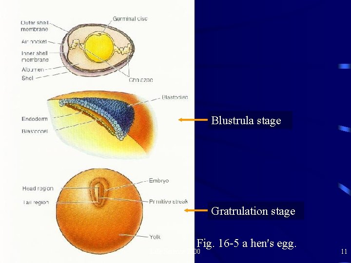Blustrula stage Gratrulation stage Fig. 16 -5 a hen's egg. Life Science 2000 11