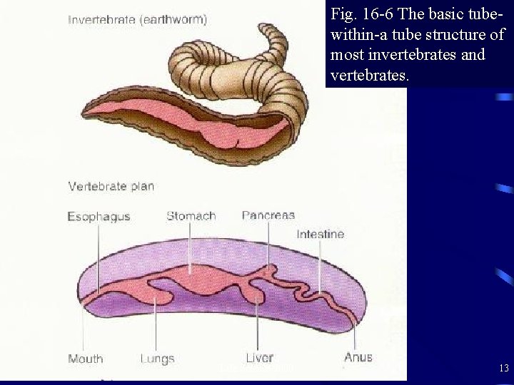 Fig. 16 -6 The basic tubewithin-a tube structure of most invertebrates and vertebrates. Life