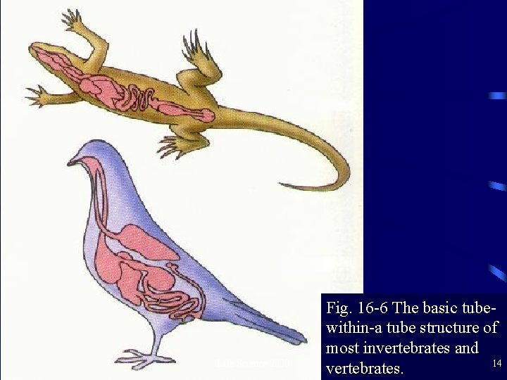 Life Science 2000 Fig. 16 -6 The basic tubewithin-a tube structure of most invertebrates