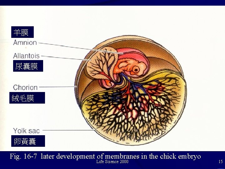 羊膜 尿囊膜 絨毛膜 卵黃囊 Fig. 16 -7 later development of membranes in the chick