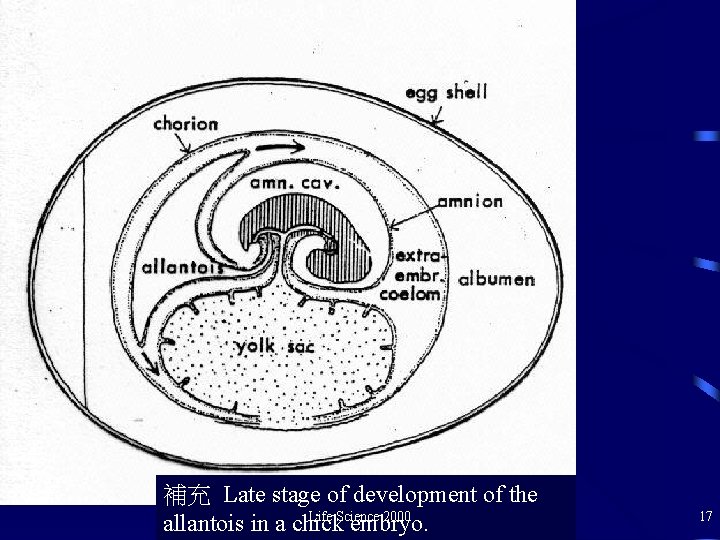 補充 Late stage of development of the Life Science 2000 allantois in a chick