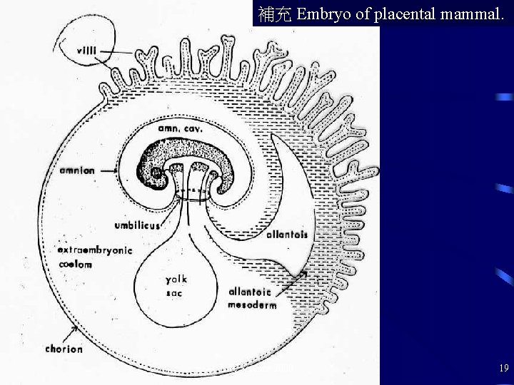 補充 Embryo of placental mammal. Life Science 2000 19 