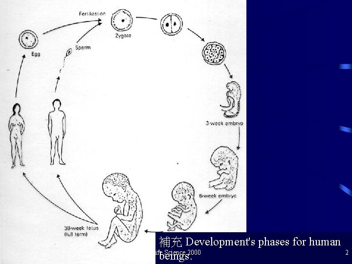 補充 Development's phases for human Life Science 2000 beings. 2 