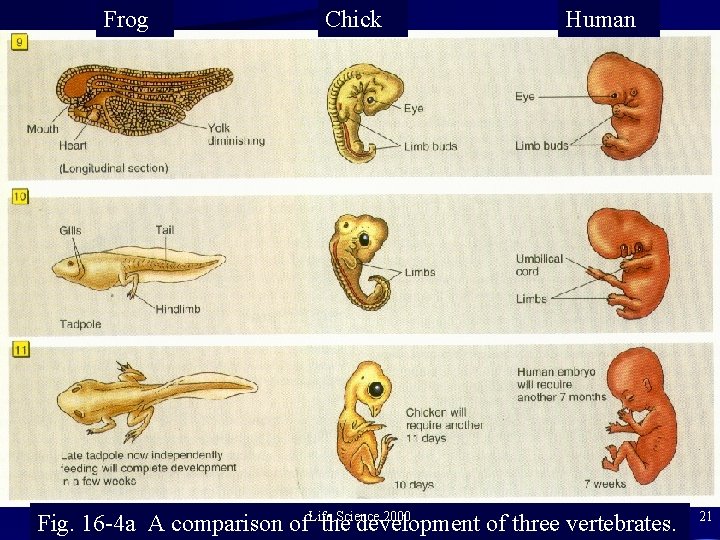 Frog Chick Human Science 2000 Fig. 16 -4 a A comparison of. Lifethe development