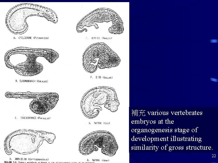 補充 various vertebrates embryos at the organogenesis stage of development illustrating similarity of gross