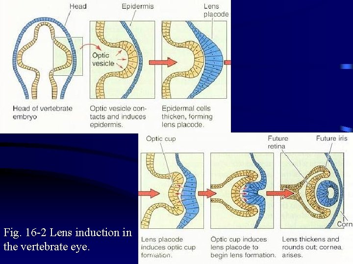 Fig. 16 -2 Lens induction in the vertebrate eye. Life Science 2000 23 