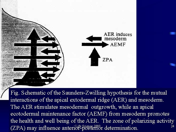 Fig. Schematic of the Saunders-Zwilling hypothesis for the mutual interactions of the apical extodermal