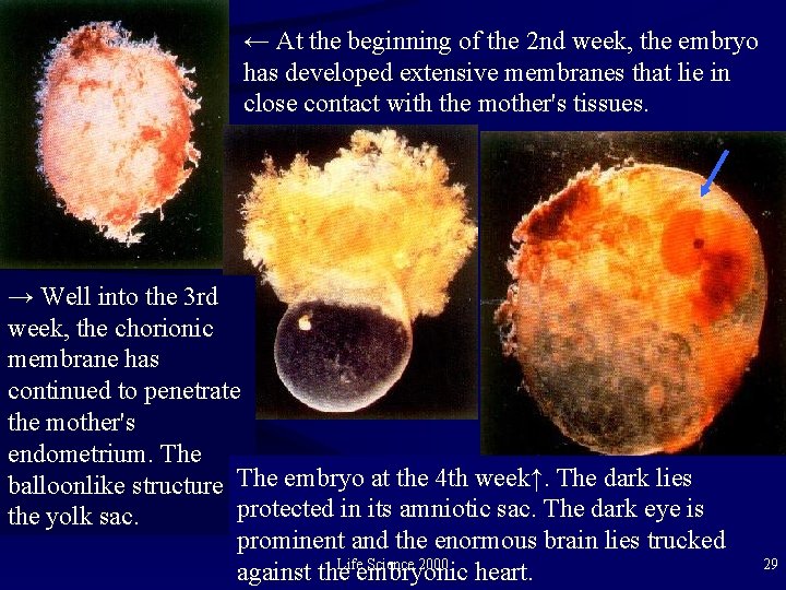 ← At the beginning of the 2 nd week, the embryo has developed extensive