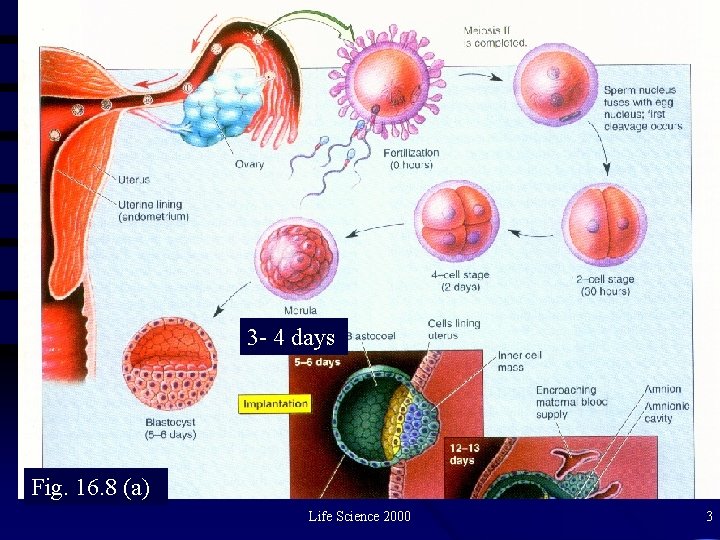 3 - 4 days Fig. 16. 8 (a) Life Science 2000 3 