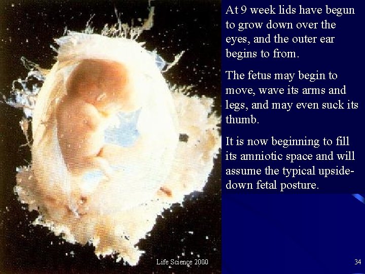 At 9 week lids have begun to grow down over the eyes, and the