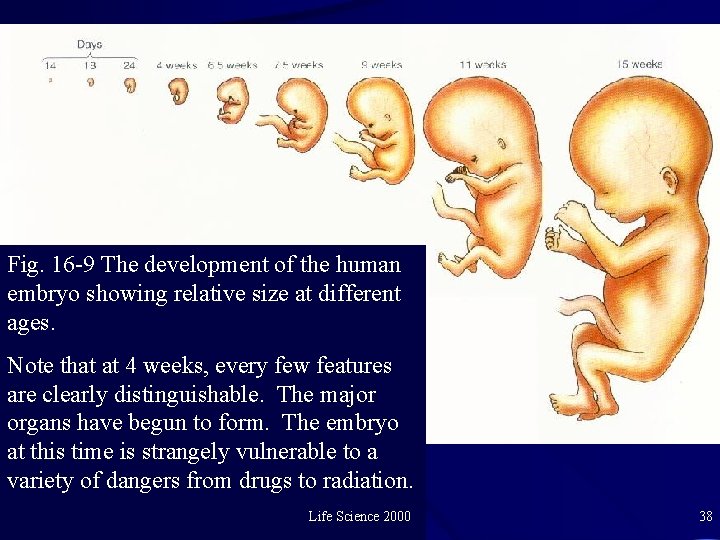 Fig. 16 -9 The development of the human embryo showing relative size at different