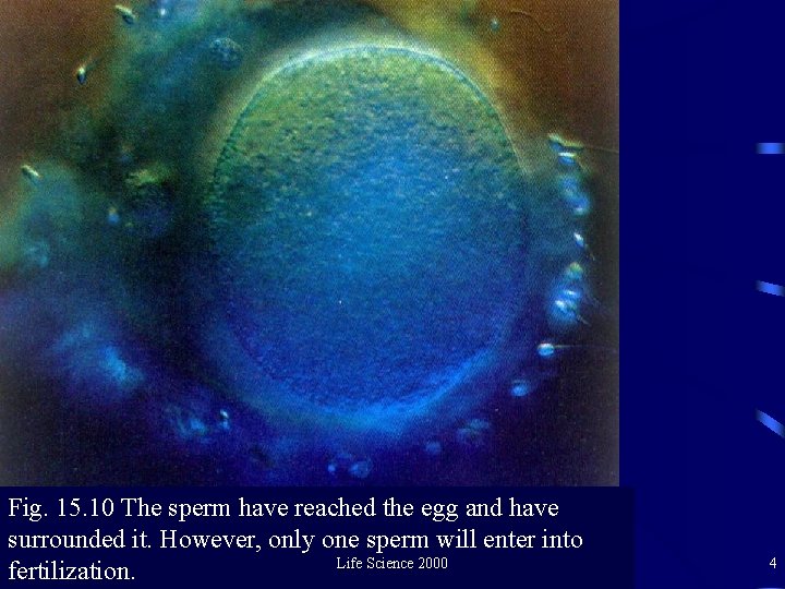 Fig. 15. 10 The sperm have reached the egg and have surrounded it. However,