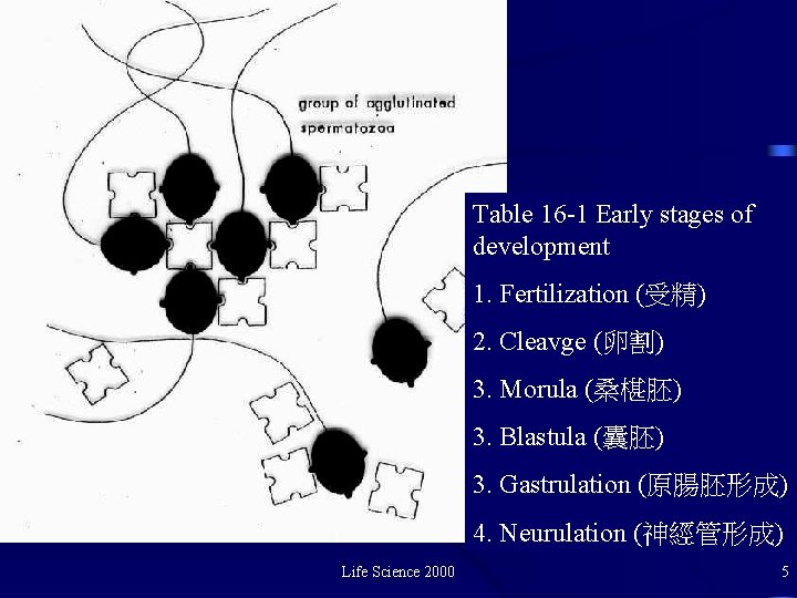 Table 16 -1 Early stages of development 1. Fertilization (受精) 2. Cleavge (卵割) 3.