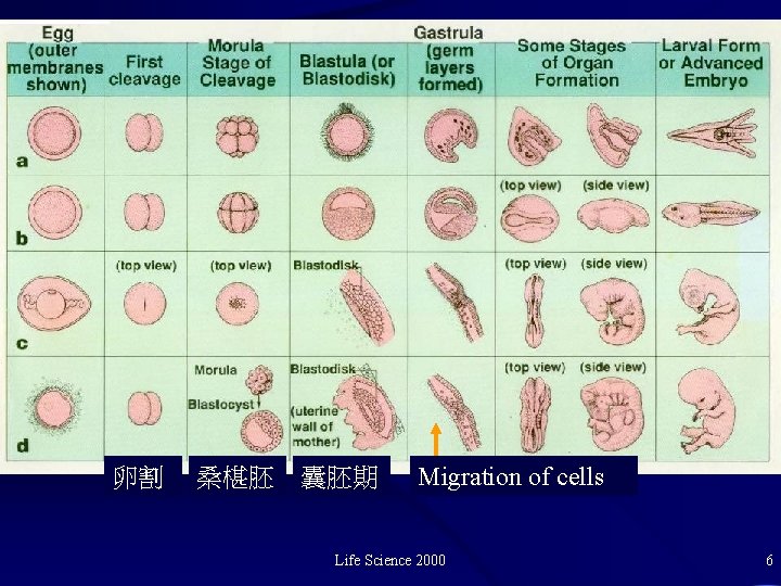 卵割 桑椹胚 囊胚期 Migration of cells Life Science 2000 6 