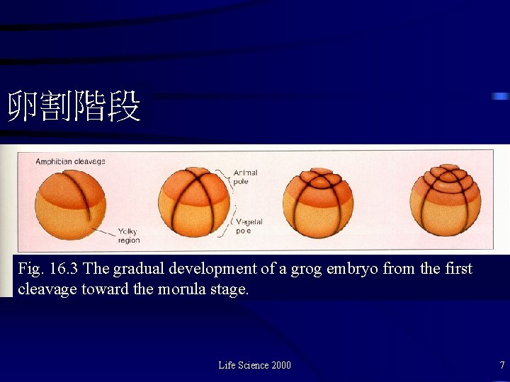 卵割階段 Fig. 16. 3 The gradual development of a grog embryo from the first