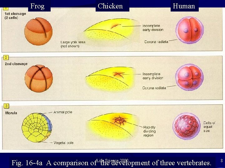 Frog Chicken Human Science 2000 Fig. 16 -4 a A comparison of. Lifethe development