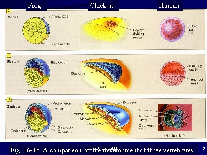 Frog Chicken Human Science 2000 Fig. 16 -4 b A comparison of. Lifethe development