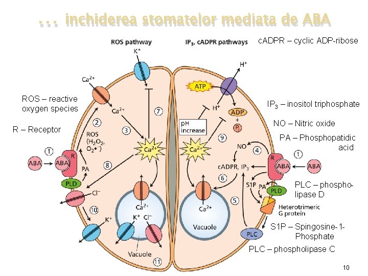 … inchiderea stomatelor mediata de ABA c. ADPR – cyclic ADP-ribose ROS – reactive