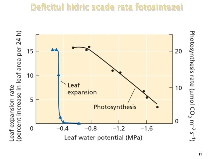 Deficitul hidric scade rata fotosintezei Efectul deficitului hidric asupra cresterii frunzelor si a ratei