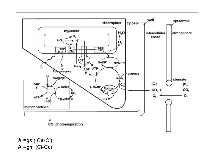 A =gs ( Ca-Ci) A =gm (Ci-Cc) 