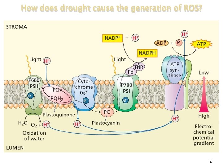 How does drought cause the generation of ROS? 14 