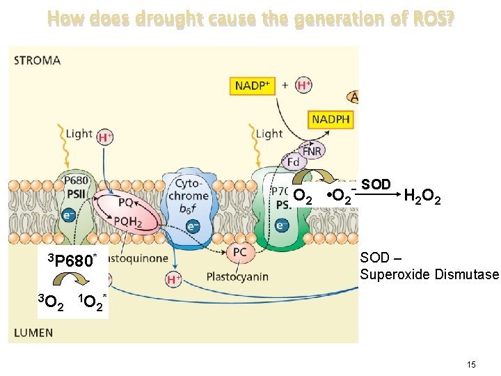How does drought cause the generation of ROS? O 2 • O 2– 3