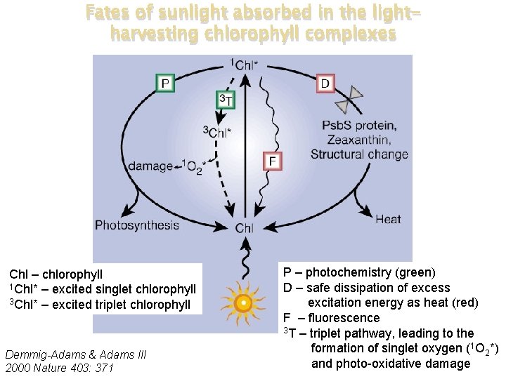 Fates of sunlight absorbed in the lightharvesting chlorophyll complexes Chl – chlorophyll 1 Chl*