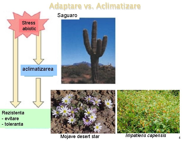 Adaptare vs. Aclimatizare Saguaro Stress abiotic aclimatizarea Mojave desert star Rezistenta - evitare -