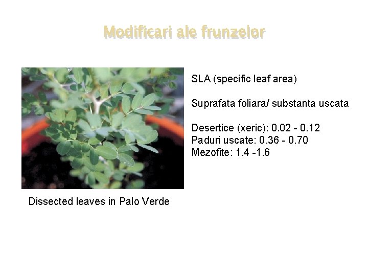 Modificari ale frunzelor SLA (specific leaf area) Suprafata foliara/ substanta uscata Desertice (xeric): 0.