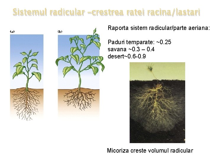 Sistemul radicular –crestrea ratei racina/lastari Raporta sistem radicular/parte aeriana: Paduri temparate: ~0. 25 savana