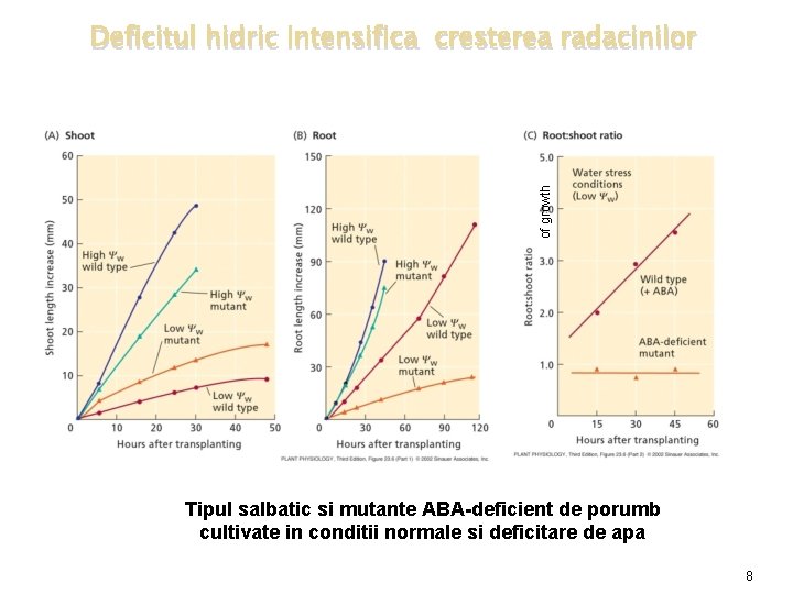 of growth Deficitul hidric intensifica cresterea radacinilor Tipul salbatic si mutante ABA-deficient de porumb