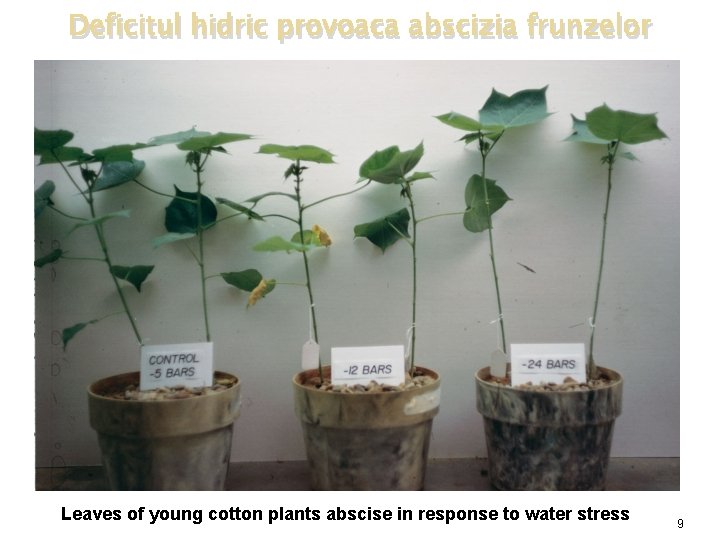 Deficitul hidric provoaca abscizia frunzelor Leaves of young cotton plants abscise in response to