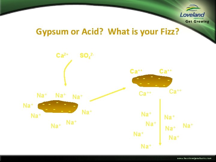 Gypsum or Acid? What is your Fizz? Ca 2+ SO 42 - Na+ Na+