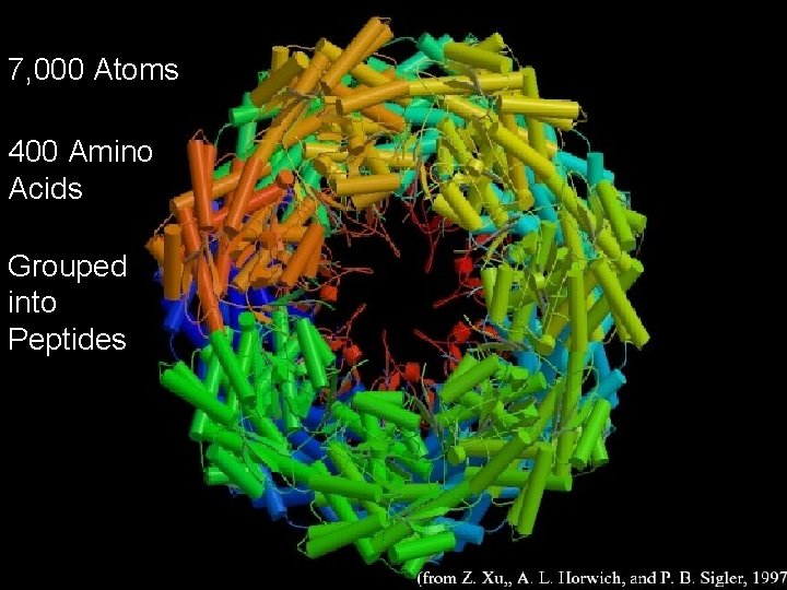 7, 000 Atoms 400 Amino Acids Grouped into Peptides 