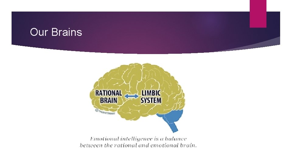 Our Brains 