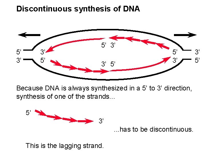 Discontinuous synthesis of DNA 5’ 3’ 3’ 5’ 5’ 3’ Because DNA is always