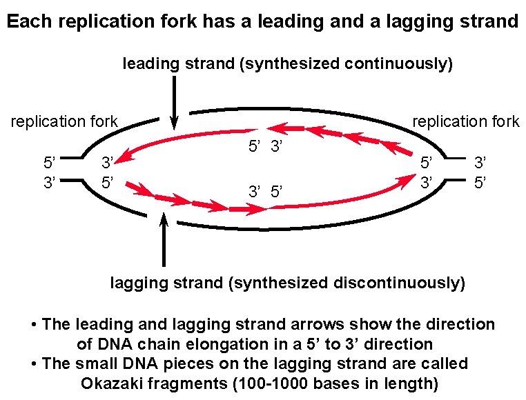 Each replication fork has a leading and a lagging strand leading strand (synthesized continuously)