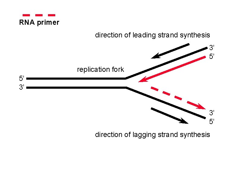 RNA primer direction of leading strand synthesis 3’ 5’ replication fork 5’ 3’ 3’