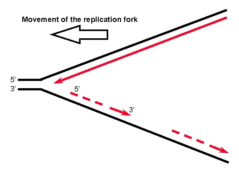 Movement of the replication fork 5’ 3’ 