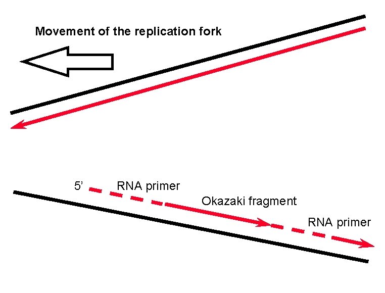 Movement of the replication fork 5’ RNA primer Okazaki fragment RNA primer 