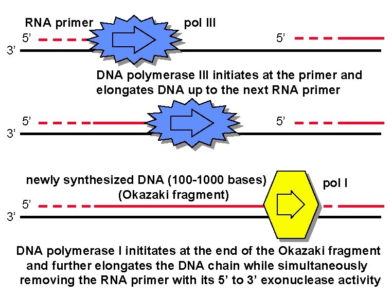 3’ RNA primer 5’ pol III 5’ DNA polymerase III initiates at the primer