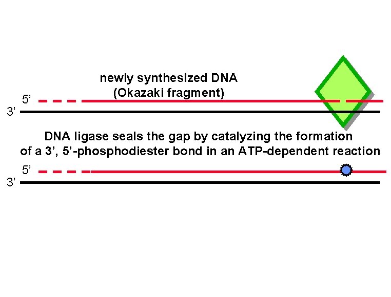 3’ 5’ newly synthesized DNA (Okazaki fragment) DNA ligase seals the gap by catalyzing