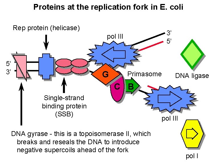 Proteins at the replication fork in E. coli Rep protein (helicase) 3’ 5’ pol