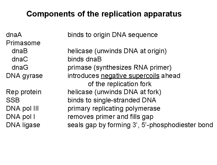 Components of the replication apparatus dna. A Primasome dna. B dna. C dna. G
